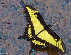 صورة Papilio astyalus Godart 1819