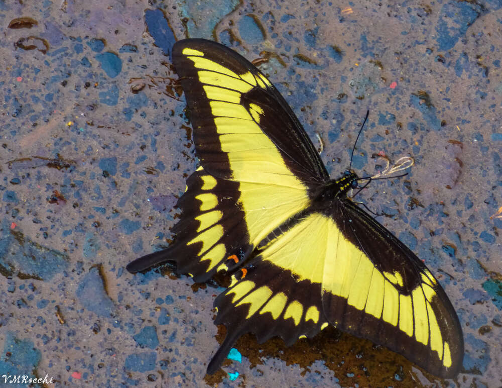 Слика од Papilio astyalus Godart 1819