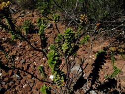 Image of Oedera squarrosa (L.) A. A. Anderberg & K. Bremer