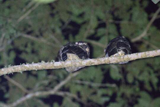 Image of Band-bellied Owl