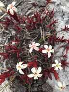 Image of Crassula obtusa Haw.