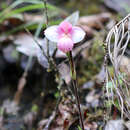 Image of Phragmipedium × daguense