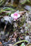 Imagem de Phragmipedium × daguense