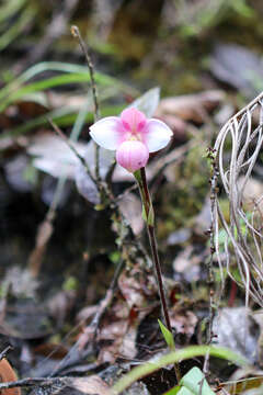 Image of Phragmipedium × daguense