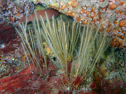 Image of antenna hydroid