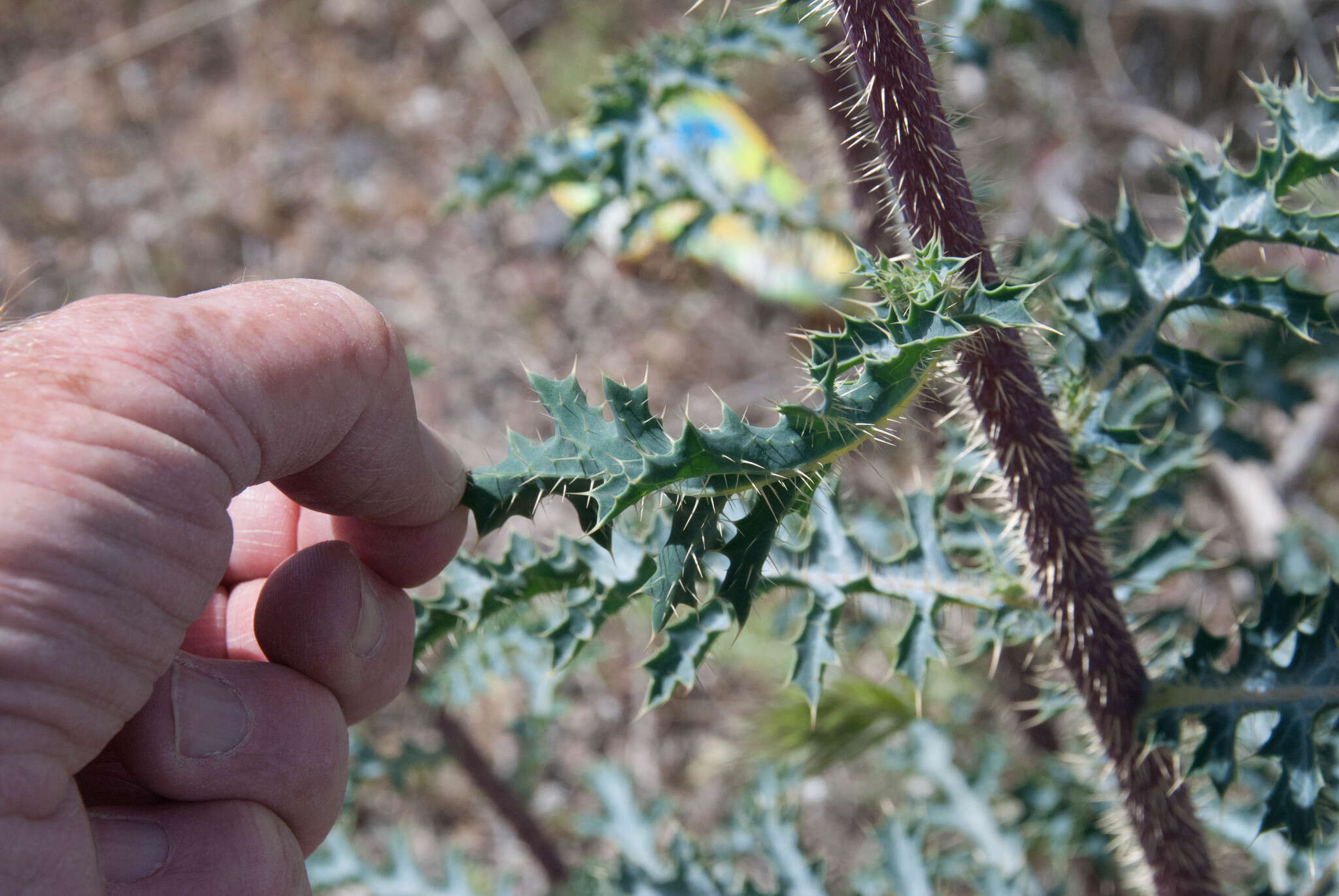 Image of southwestern pricklypoppy