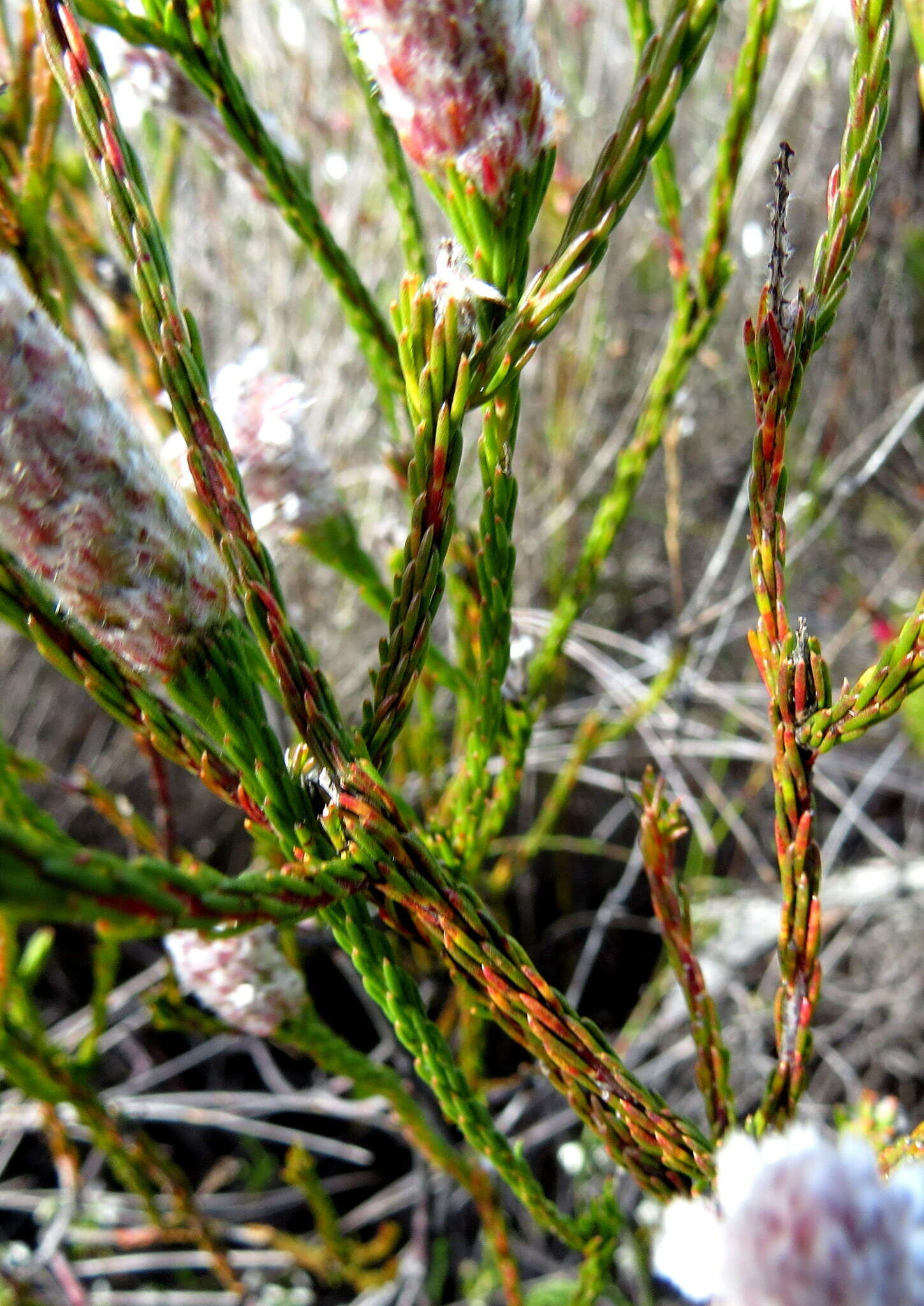 Image of Spatalla ericoides Phillips