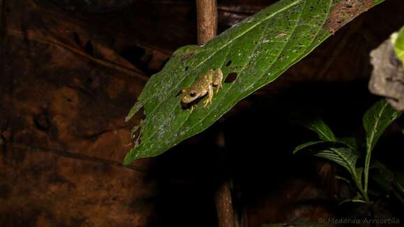 Image of Sierra Juarez Brook Frog