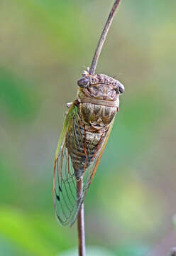 Image of Plains Dog-day Cicada