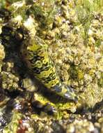 Image of Cortez clingfish