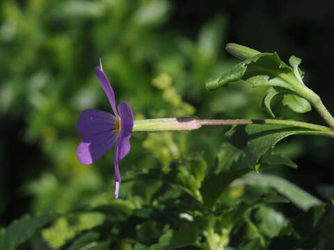 Image de Malcolmia macrocalyx (Halácsy) Rech. fil.