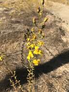 Image of Heermann's tarweed