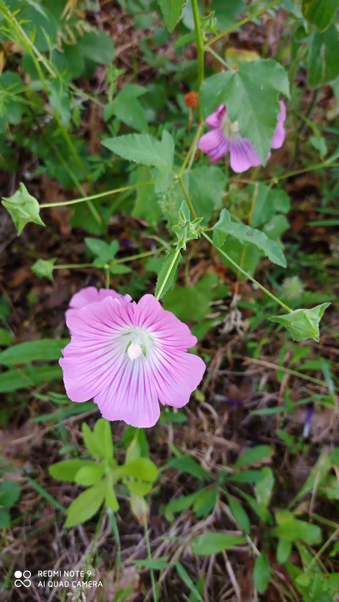 Image of Malva punctata (All.) Alef.