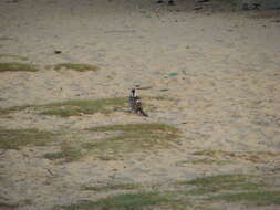 Image of Western Red-billed Hornbill