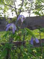 Слика од Clematis alpina (L.) Miller