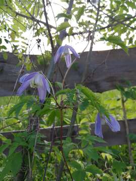 Image of alpine clematis