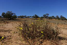 Senecio spanomerus I. Thomps. resmi