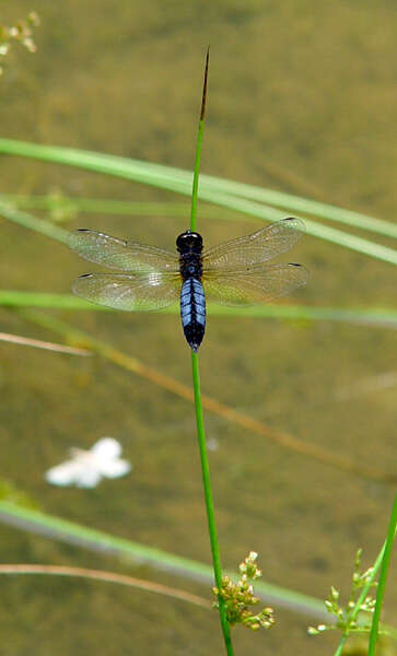 Image of Lyriothemis pachygastra (Selys 1878)