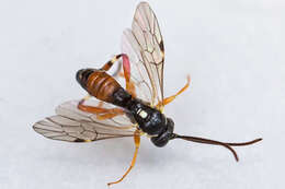 Image of Parasitoid wasp