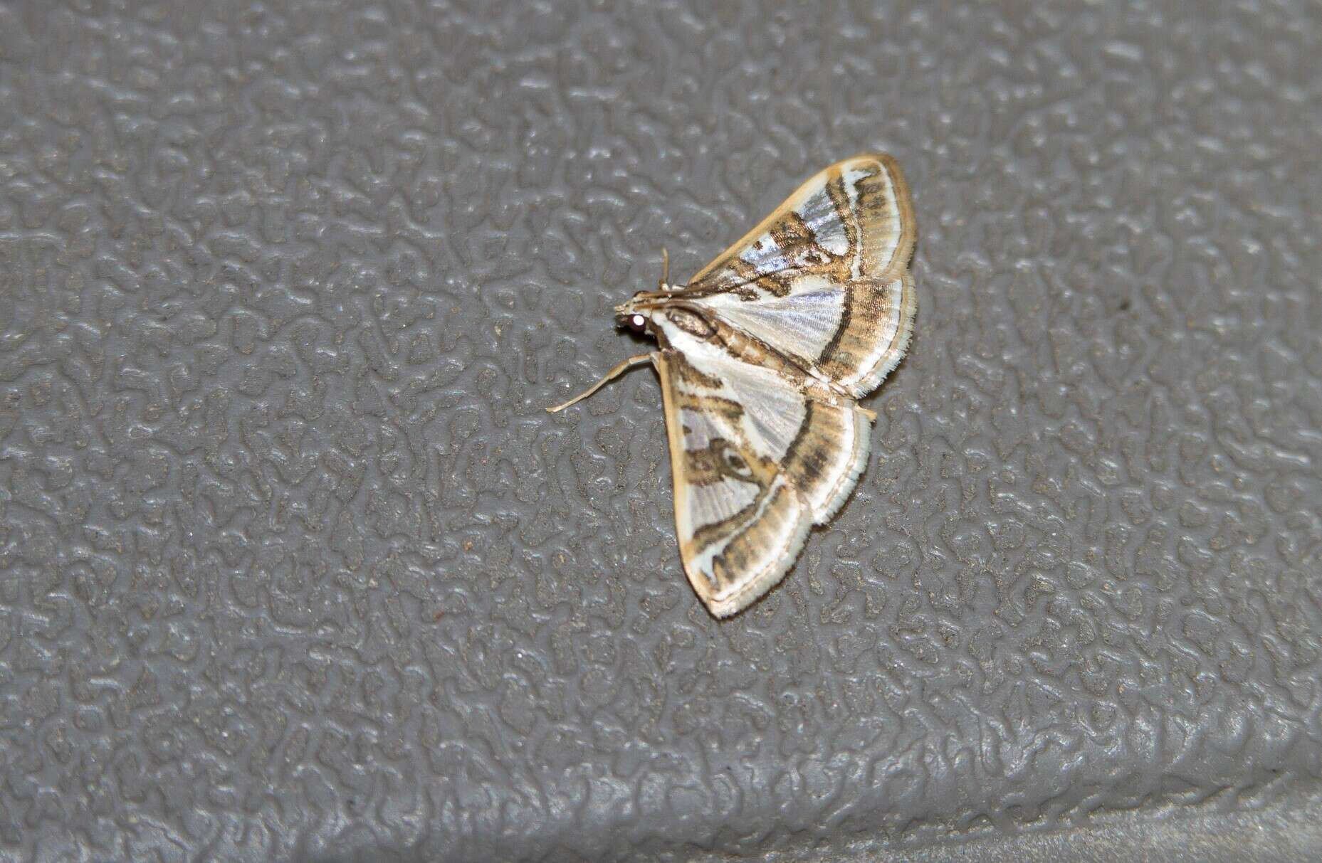 Image of Moth