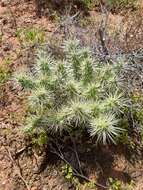 Image of Cylindropuntia imbricata subsp. rosea