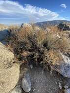 Image of snapdragon penstemon