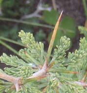 Image of Asparagus capensis var. capensis