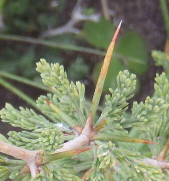 Image of Asparagus capensis var. capensis