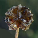 Image of Delosperma brevipetalum L. Bol.