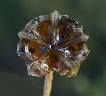 Image of Delosperma brevipetalum L. Bol.