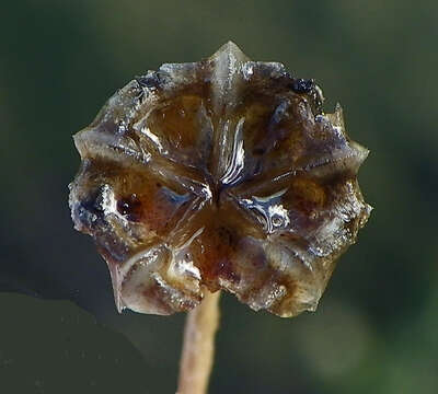 Image of Delosperma brevipetalum L. Bol.