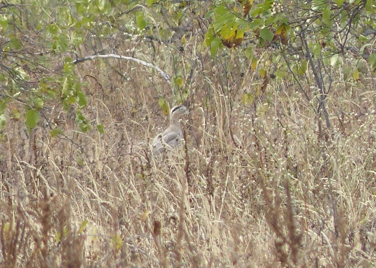 Image of Peruvian Thick-knee