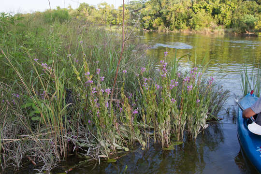 Physostegia correllii (Lundell) Shinners的圖片