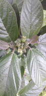 Image of Delostoma integrifolium D. Don