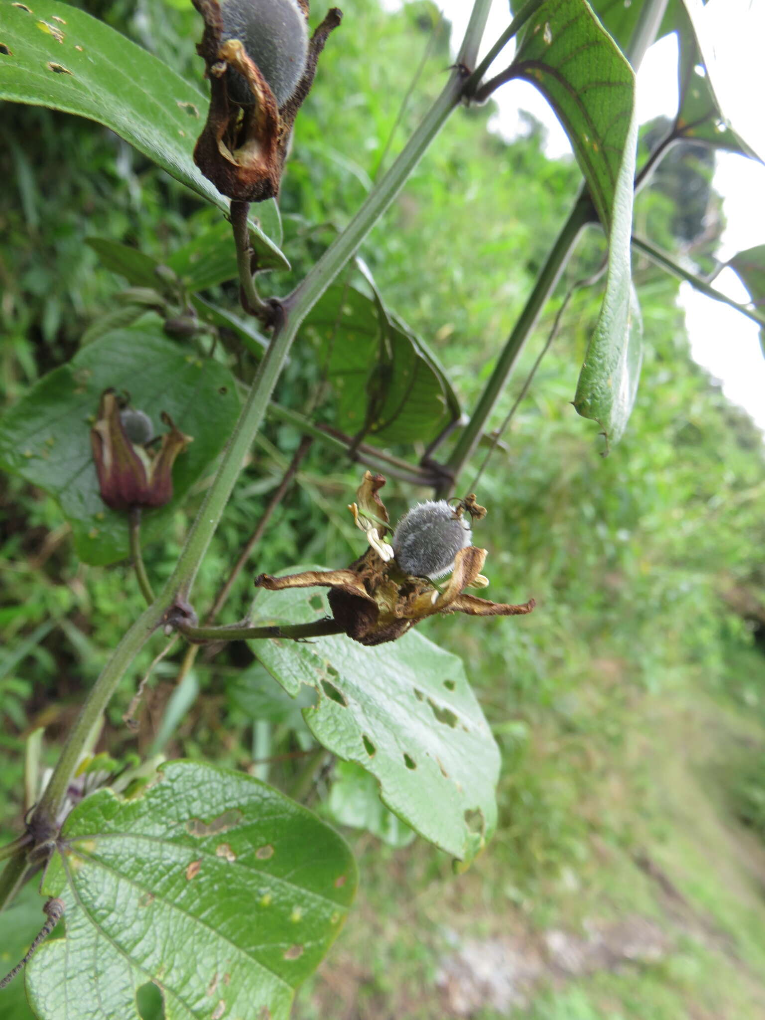 Слика од Passiflora tatei Killip & Rusby