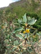 Image of Berberis grevilleana Gill.