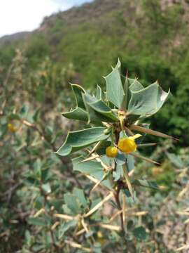 Image of Berberis grevilleana Gill.