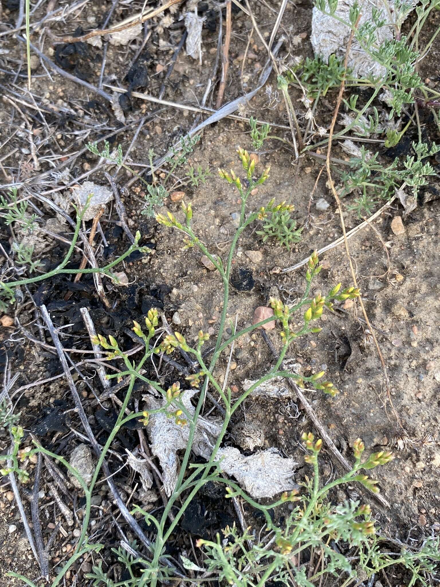 Image de Limonium aureum (L.) Hill