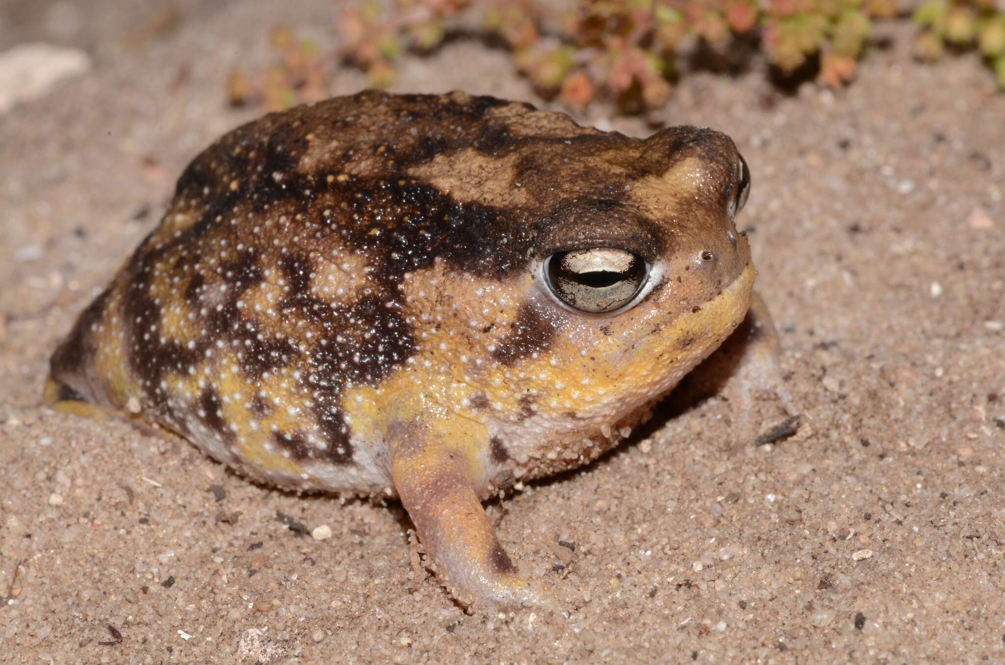 Image of Namaqua Rain Frog