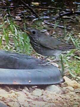 Image of Gray-cheeked Thrush