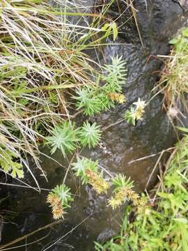 Image of Sedum guadalajaranum S. Wats.