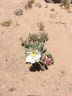 Imagem de Oenothera deltoides Torr. & Frem.