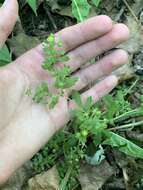 Image of brook cinquefoil