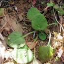 Image of Pelargonium triandrum E. M. Marais