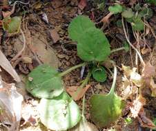 Image of Pelargonium triandrum E. M. Marais