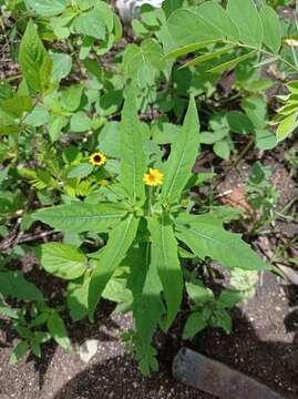 Image of Melampodium paniculatum Gardn.