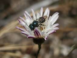 Image of Osmia coloradensis Cresson 1878