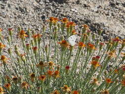 Image of Cooper's dogweed