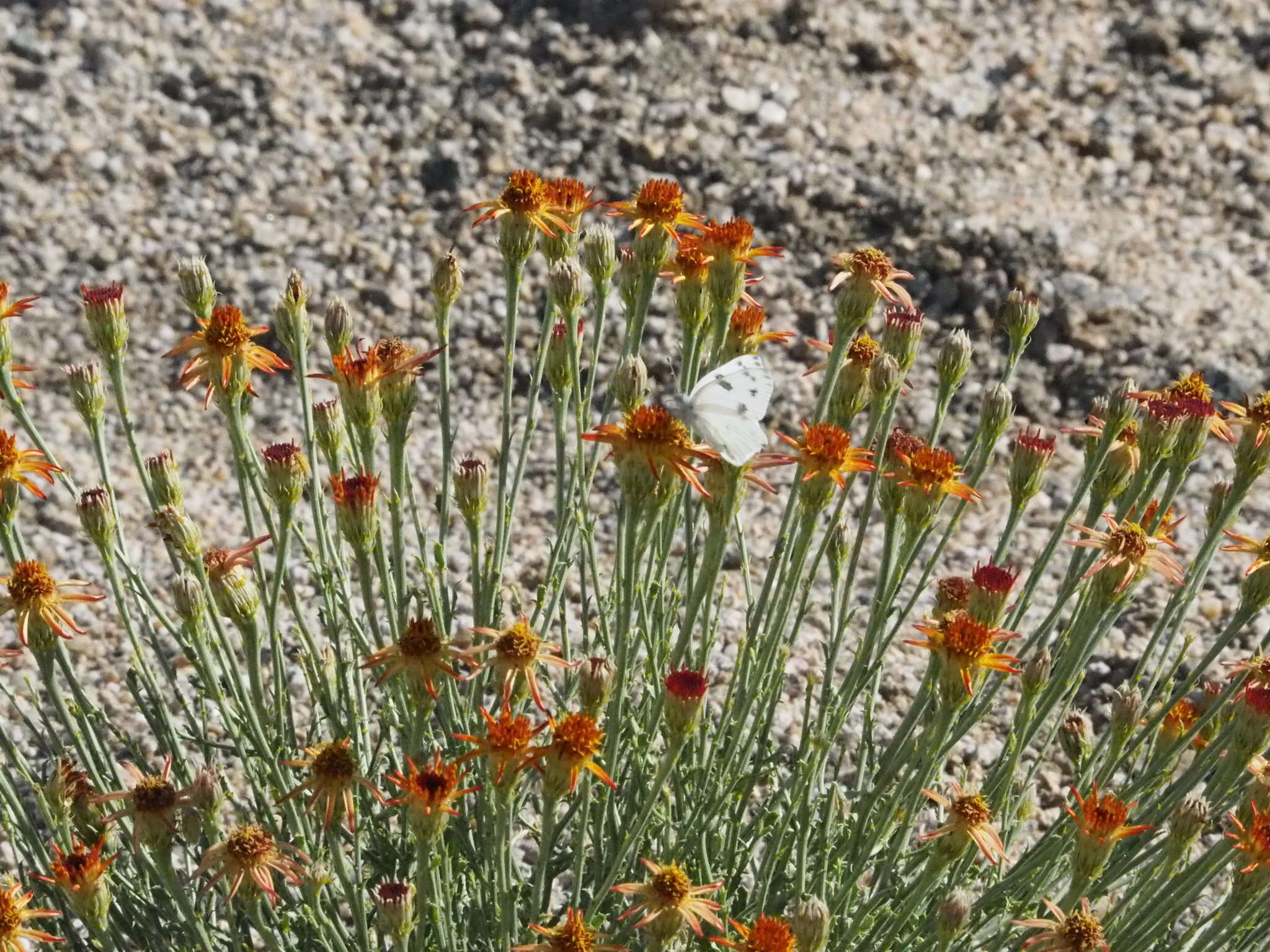 Image of Cooper's dogweed