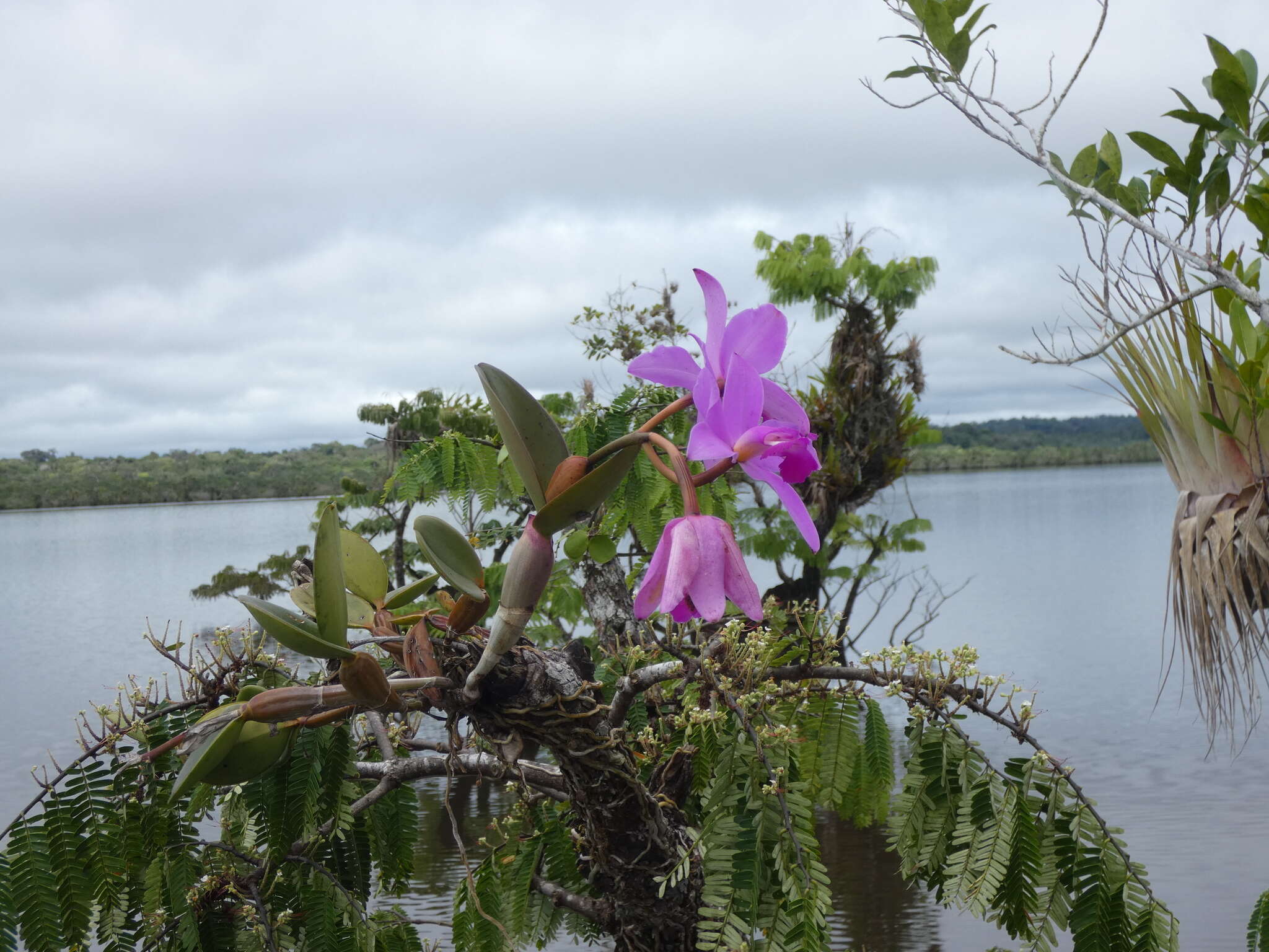 Image of Violet Cattleya